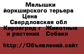 Малышки йоркширского терьера › Цена ­ 9 000 - Свердловская обл., Кировград г. Животные и растения » Собаки   